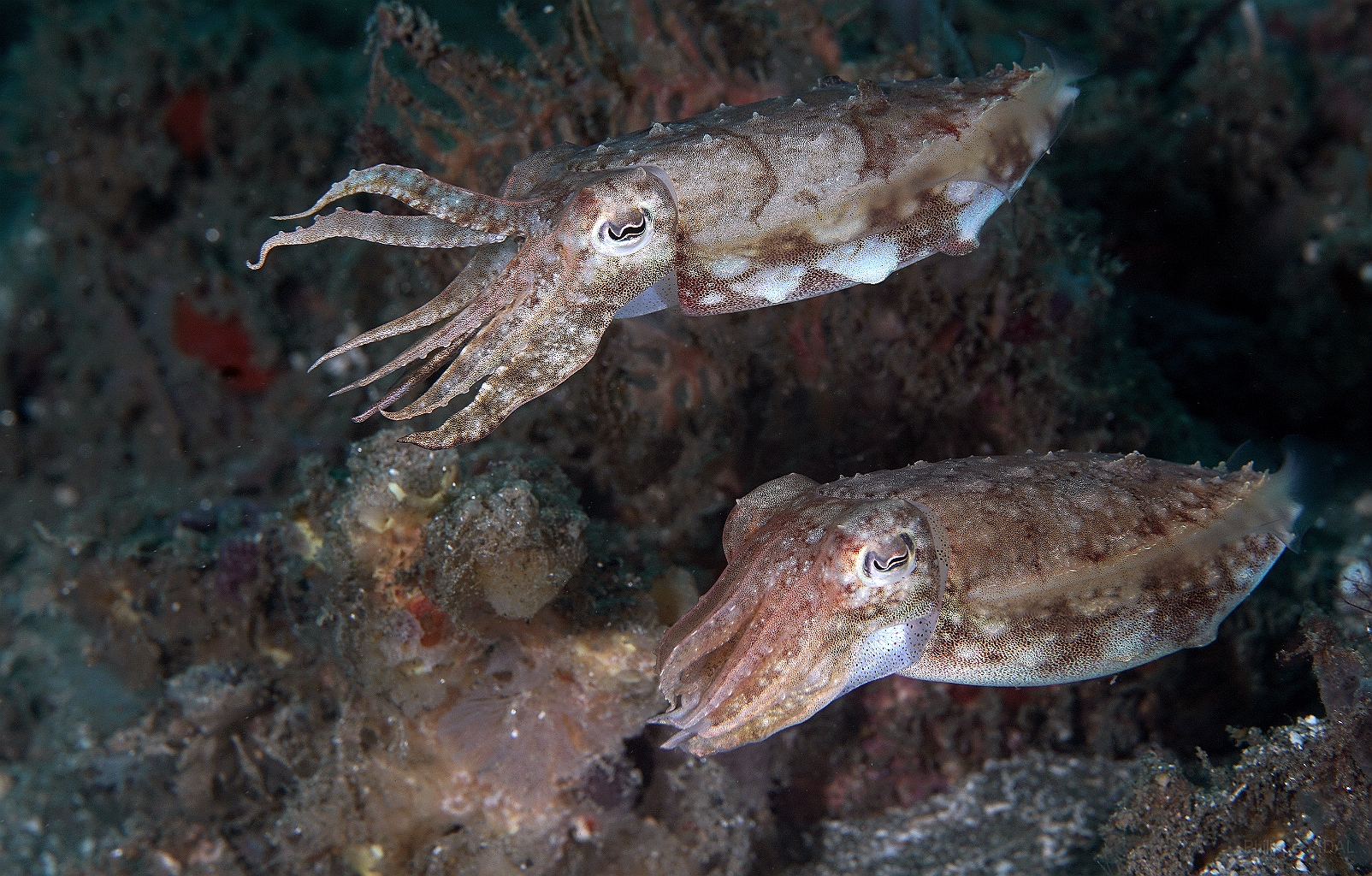 Banda Sea 2018 - DSC05524_rc - Broadclub cuttlefish juv. - Seiche - Sepia latimanus.jpg